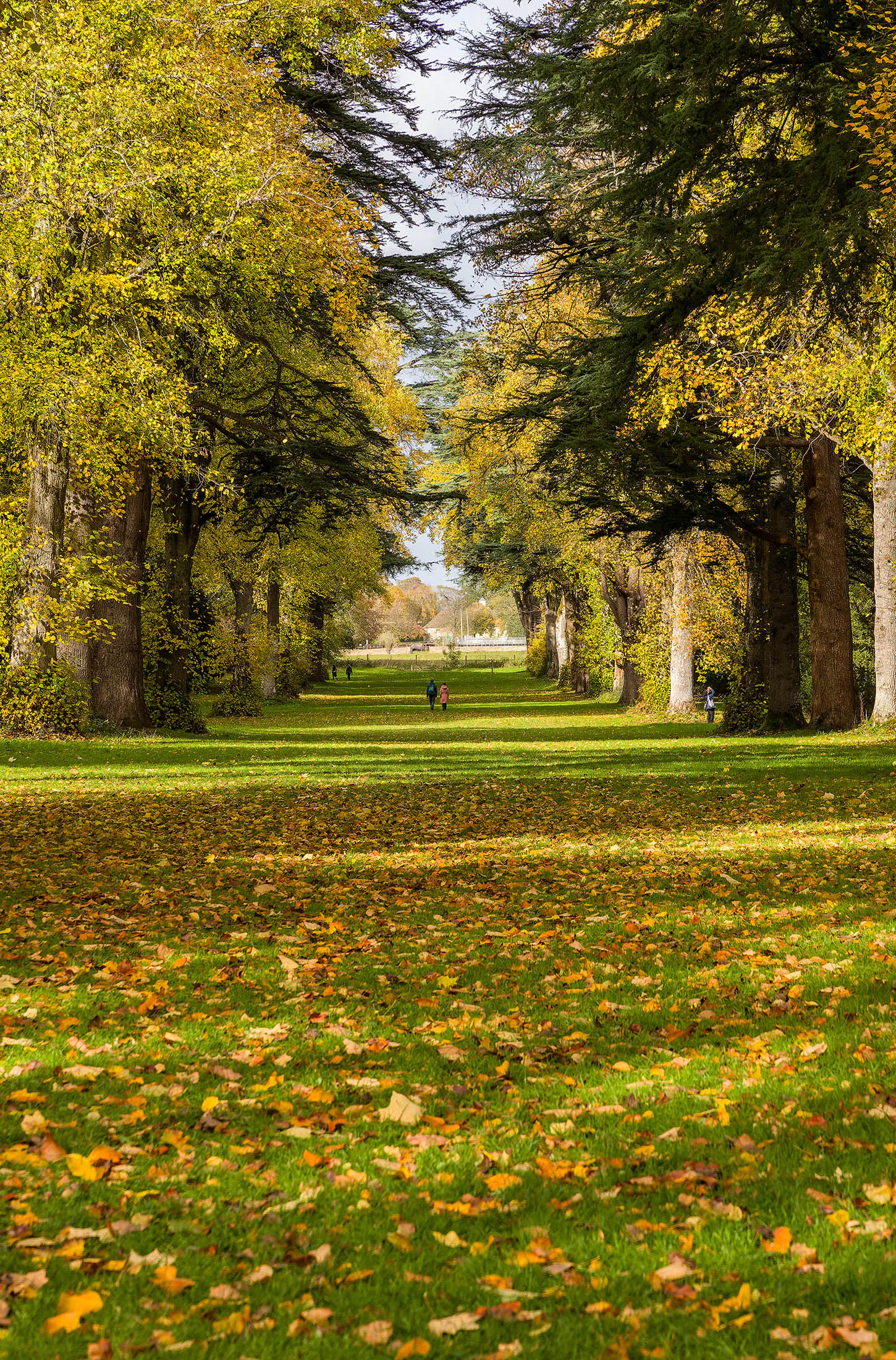Avenue of trees with golden autumn foliage and long shadows in W