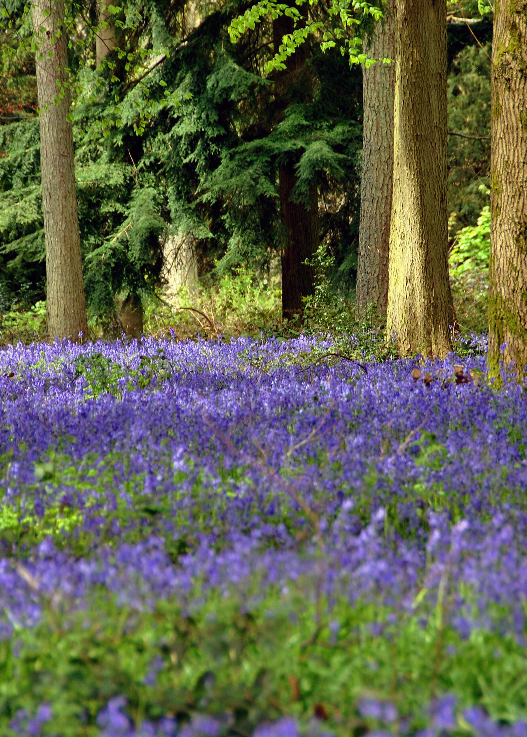 Bluebells Bluebell Woods Basildon Park Berkshire