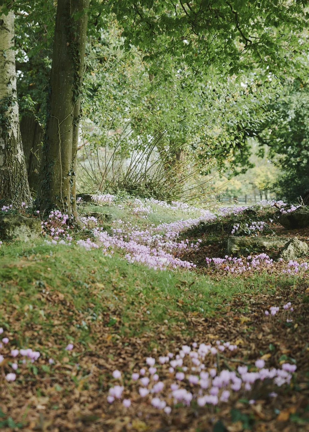 Woodland carpeted with wildflowers within the estate grounds at Havenwood, a Domus Stay luxury short stay in The Cotswolds.