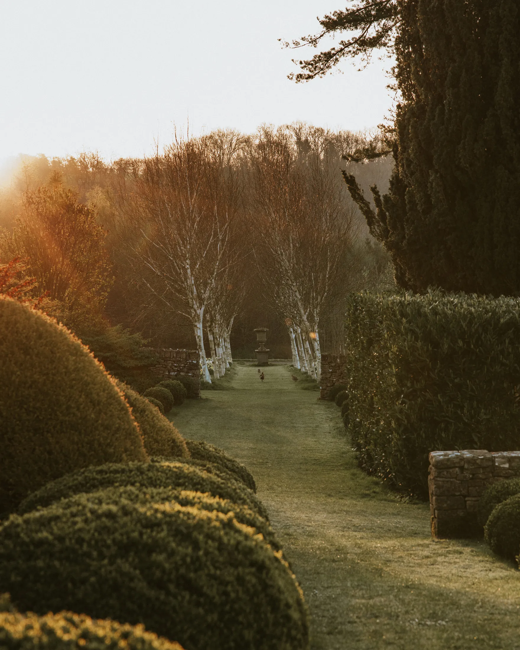 Sunlit garden avenue lined with sculpted hedges and birch trees at Coombe End, part of the exquisite Cotswolds grounds available with Domus Stay luxury stays.