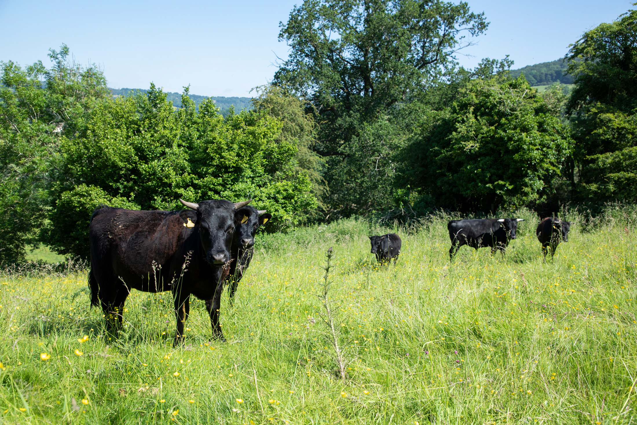 Luxury-Hall-For-Holiday-Rosewood-Cotswol (89)